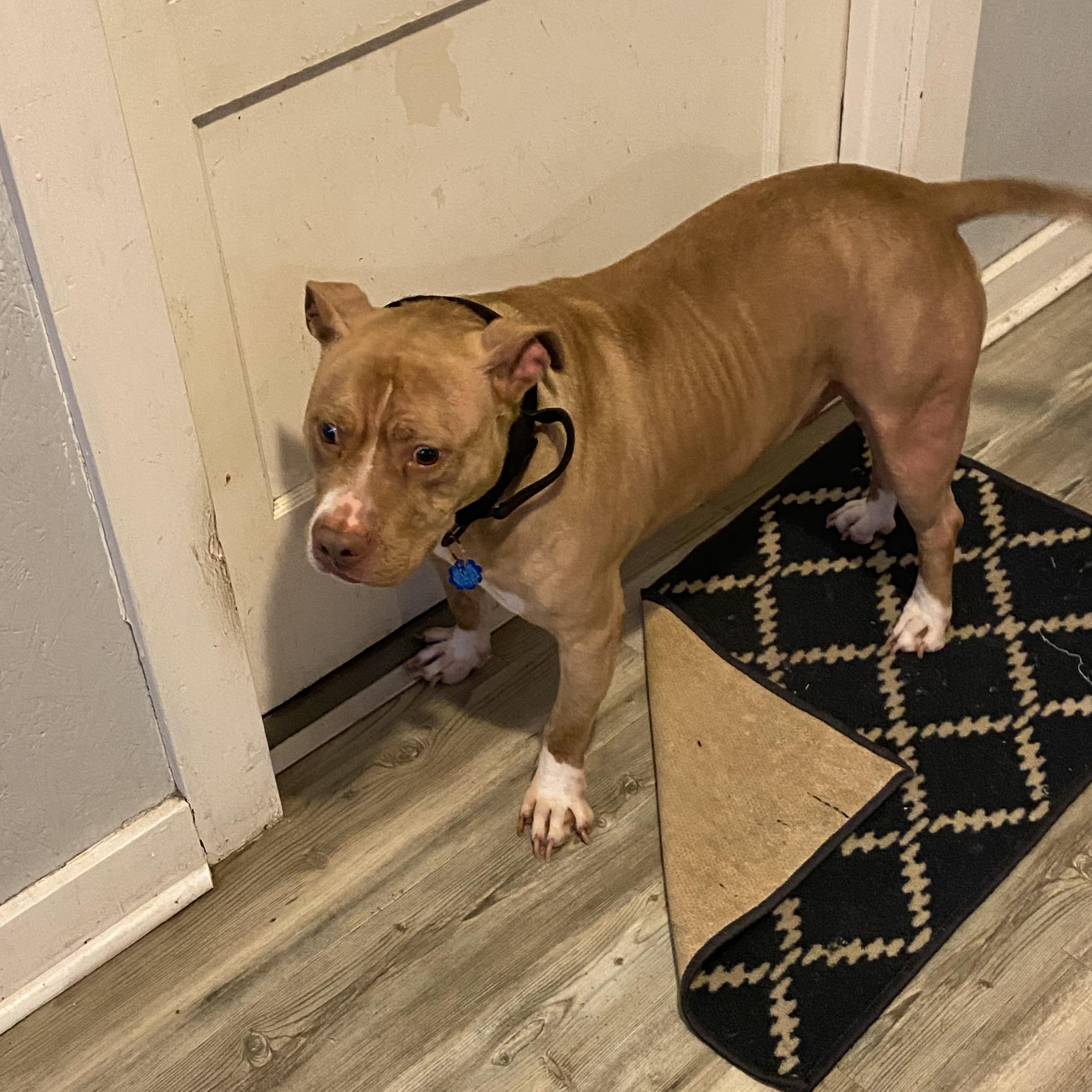 Enlarge Kovi, a ADOPTABLE American Staffordshire Terrier in Brentwood, TN image 3/4