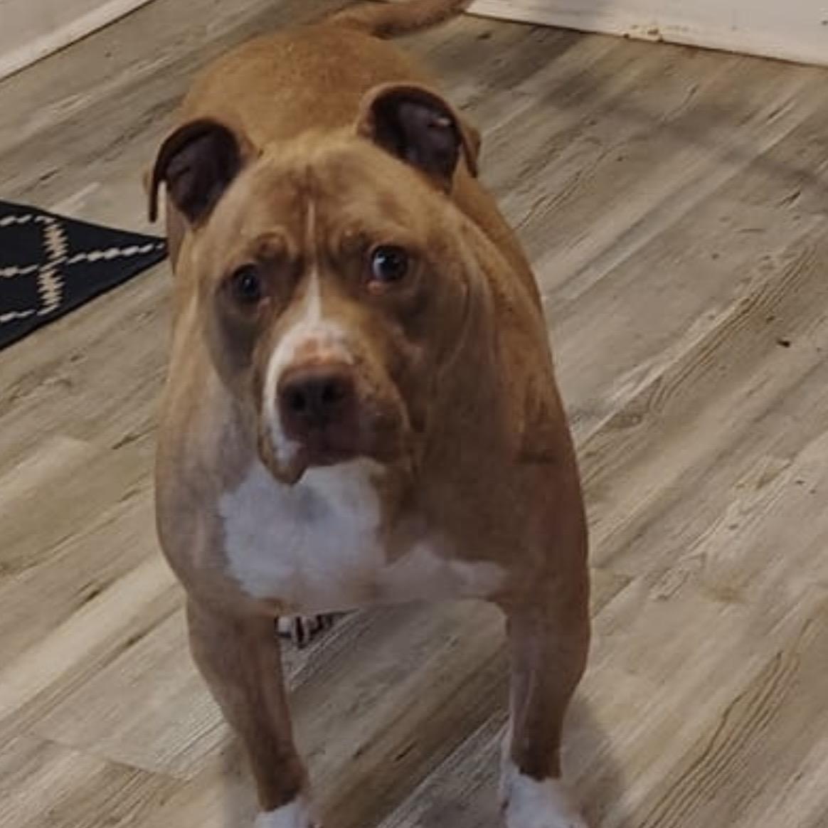 Kovi, ADOPTABLE, Young Male American Staffordshire Terrier.