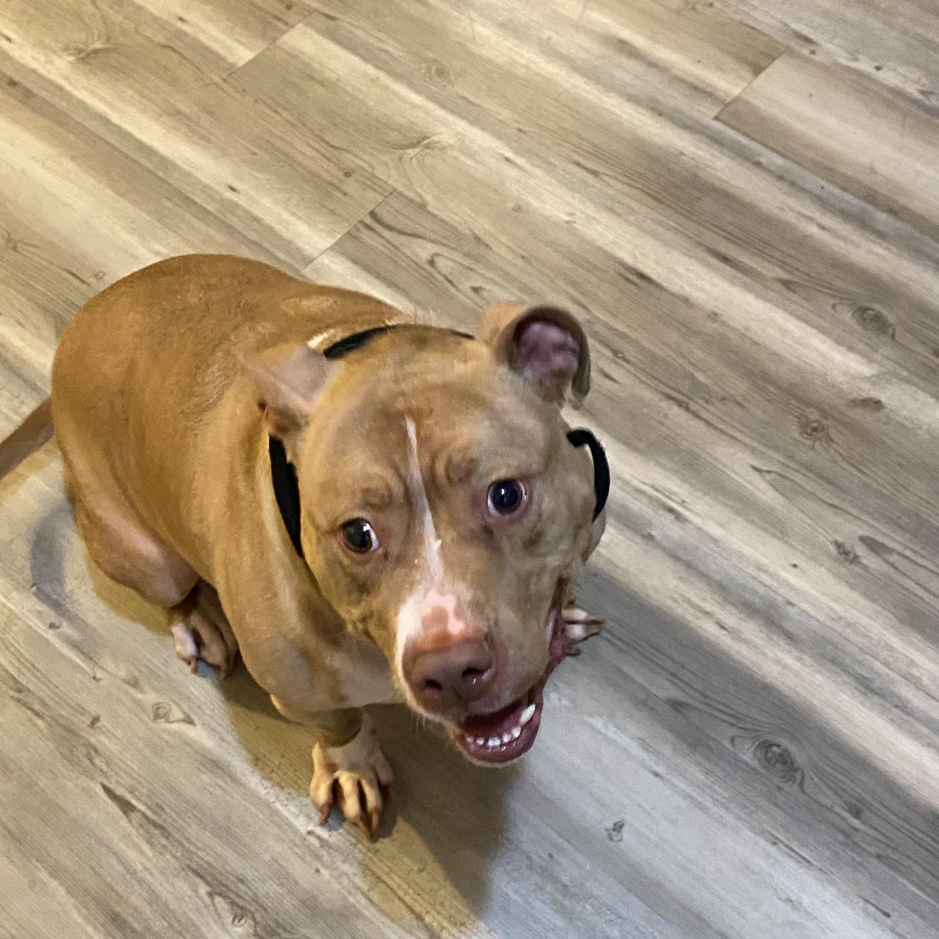 Enlarge Kovi, a ADOPTABLE American Staffordshire Terrier in Brentwood, TN image 1/4