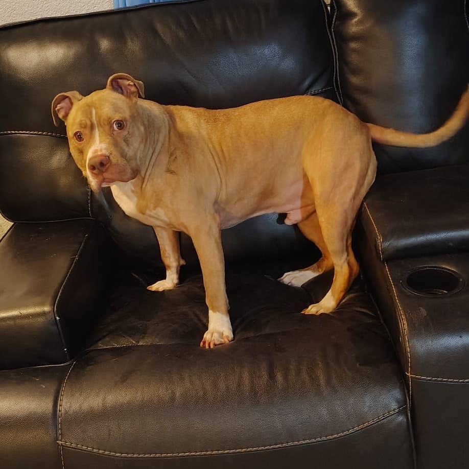 Enlarge Kovi, a ADOPTABLE American Staffordshire Terrier in Brentwood, TN image 2/4