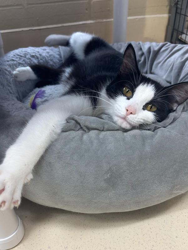 Enlarge Chloe, a Adoptable Domestic Short Hair in Kalamazoo, MI image 1/1