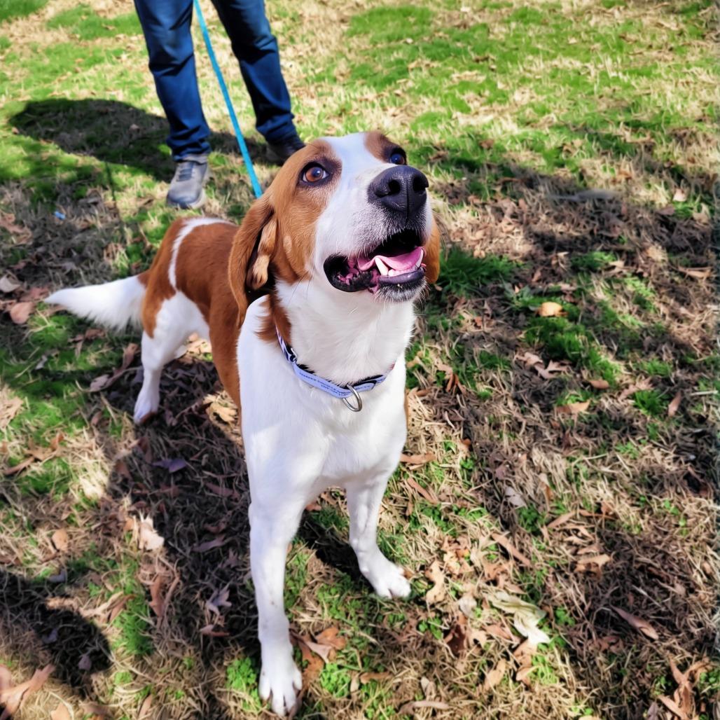 Enlarge Ernest, a Adoptable Mixed Breed in Fredericksburg, VA image 2/4