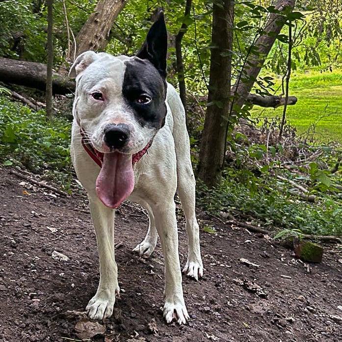 Snoop, a Adoptable mixed breed in Columbia, IL image 2/6