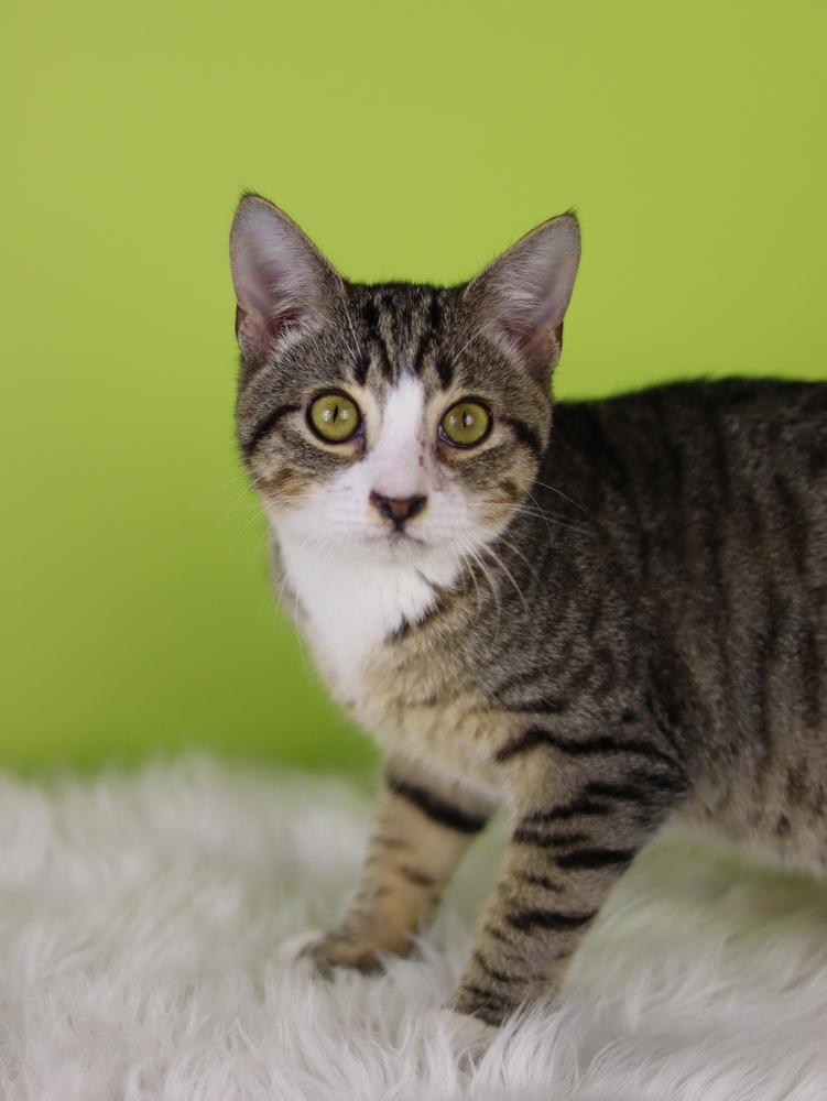 Taurus, Adoptable, Kitten Male Domestic Short Hair.