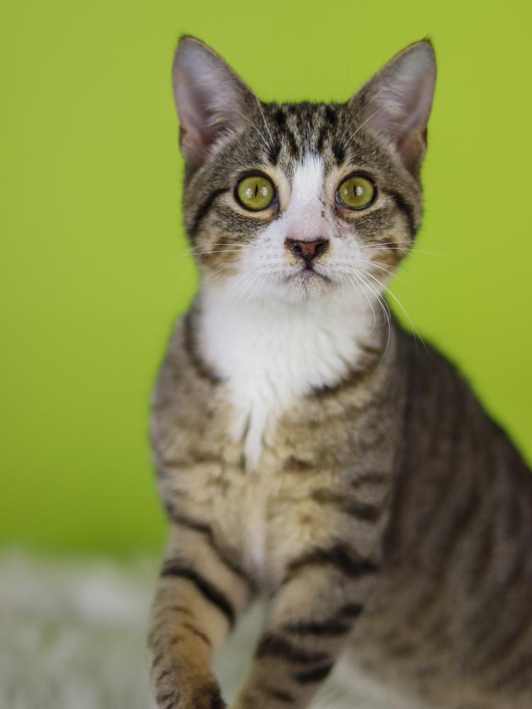 Enlarge Taurus, a Adoptable Domestic Short Hair in Lewisburg, TN image 2/2