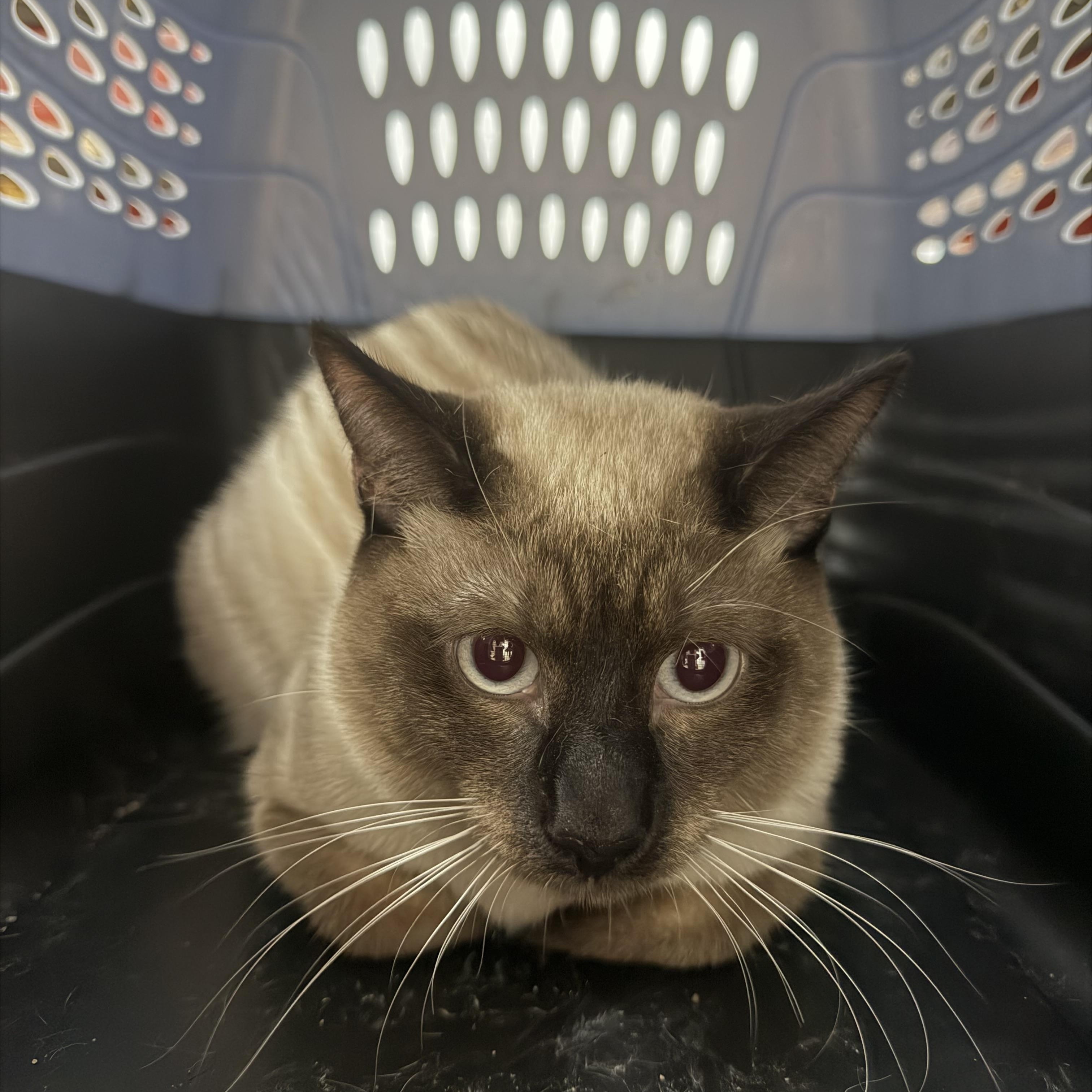 Enlarge Howard meow , an adopted mixed breed in Bell Gardens, CA image 3/4