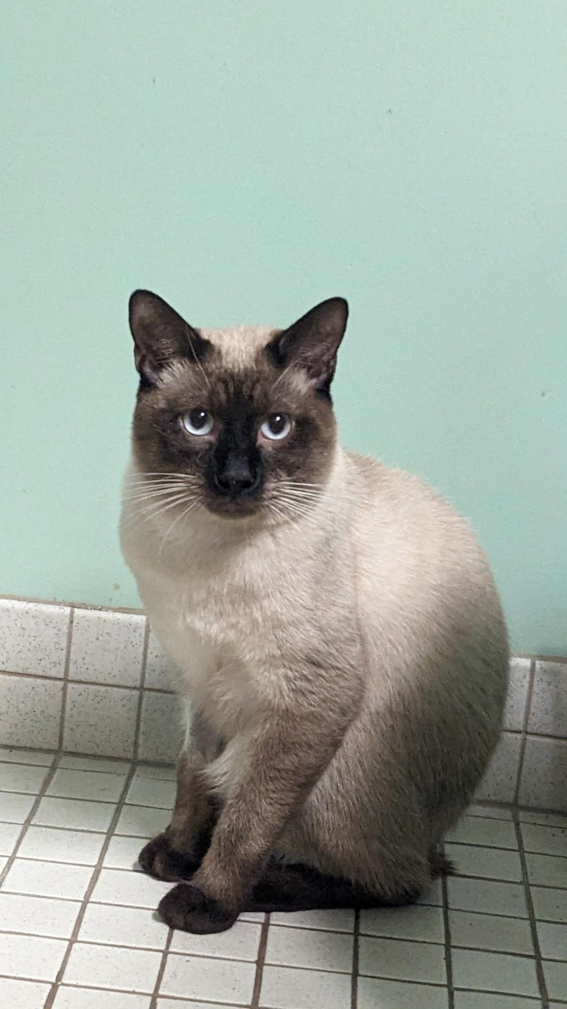 Howard meow , adopted, Young Male Manx & Siamese.