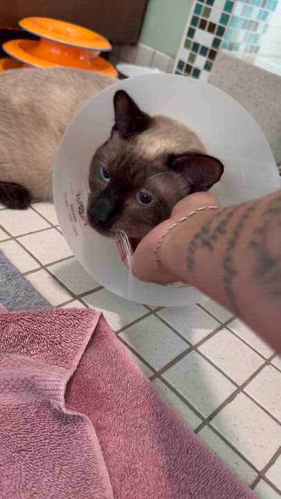 Enlarge Howard meow , an adopted mixed breed in Bell Gardens, CA video 2/4