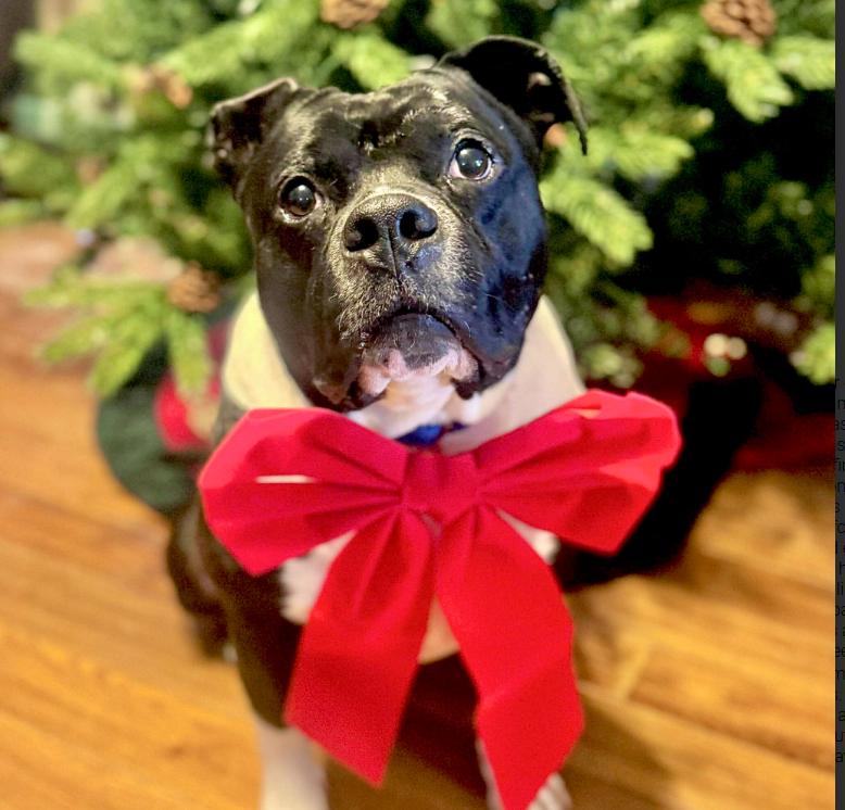 Chunk, Adoptable, Adult Male Pit Bull Terrier.