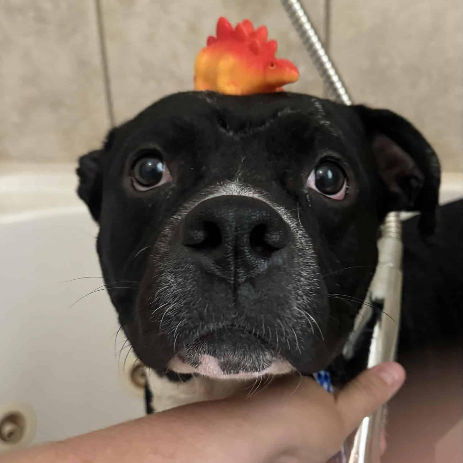 Chunk, an adoptable Pit Bull Terrier in Mead, CO, 80542 | Photo Image 2