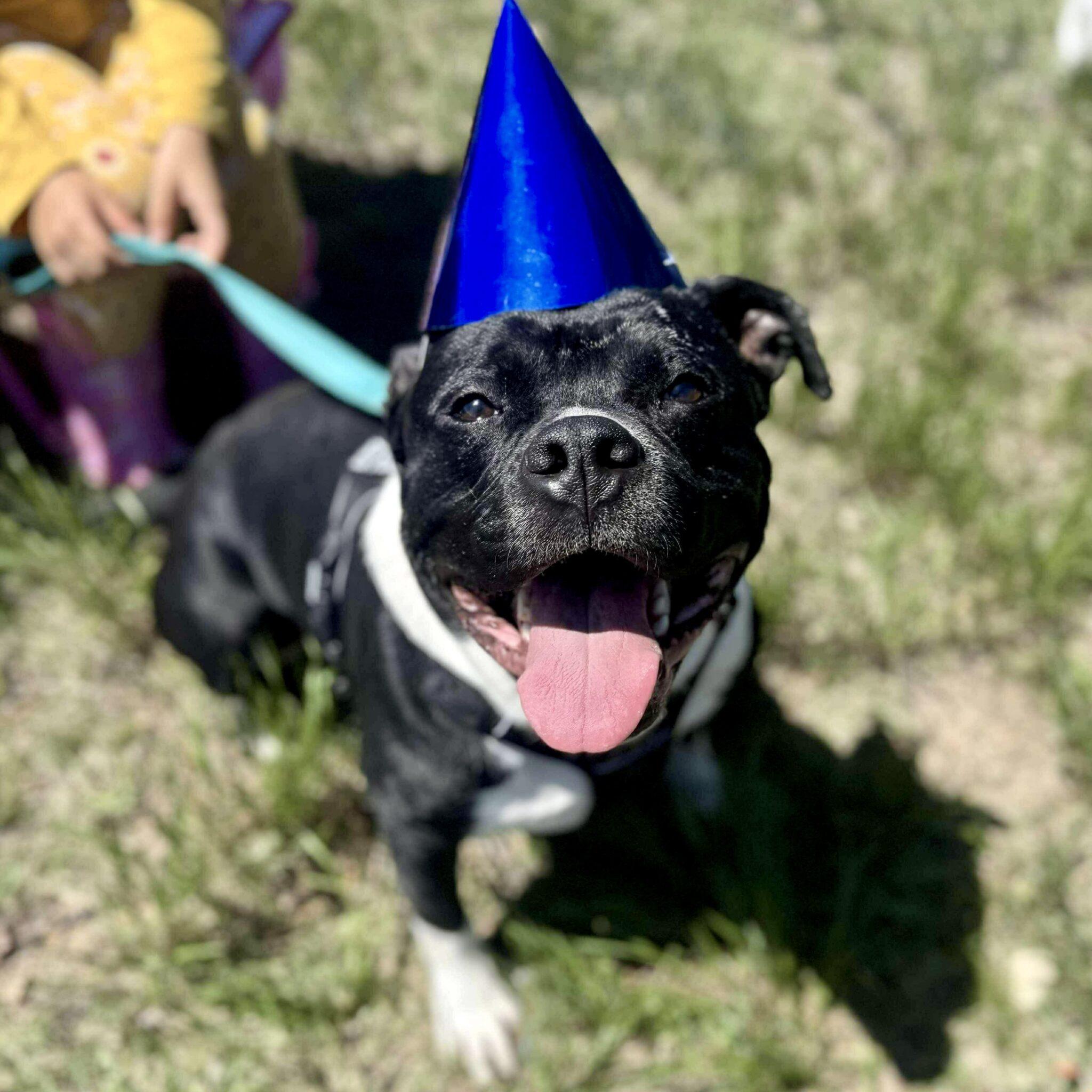 Enlarge Chunk, a Adoptable mixed breed in Mead, CO image 5/6