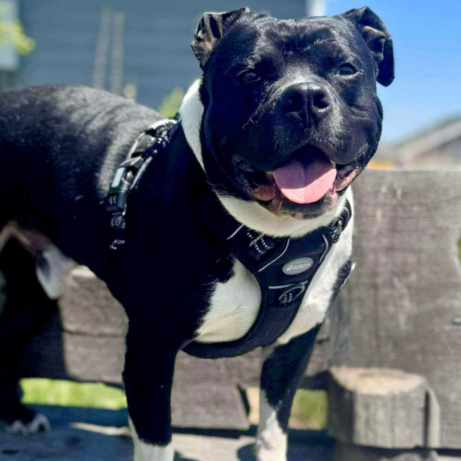 Chunk, Adoptable, Adult Male Pit Bull Terrier.