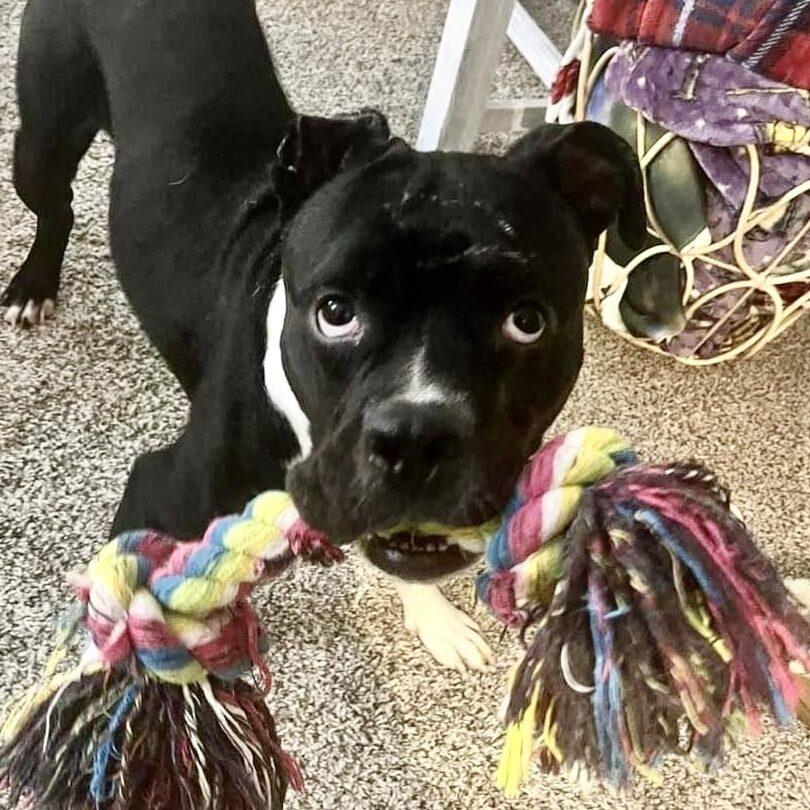 Enlarge Chunk, a Adoptable mixed breed in Mead, CO image 6/6