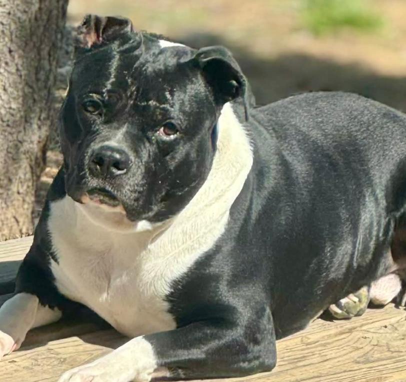 Chunk, Adoptable, Adult Male Pit Bull Terrier.