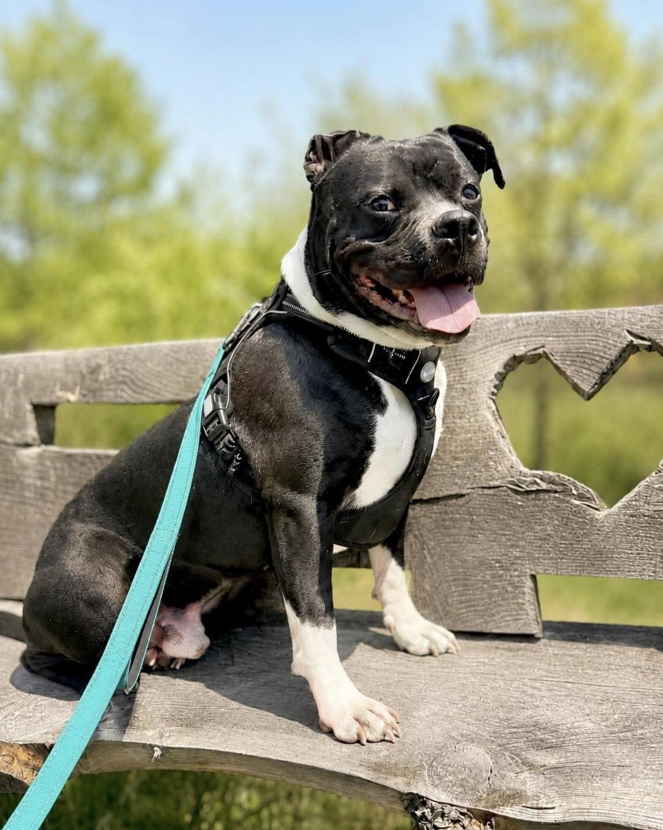 Chunk, a Adoptable mixed breed in Mead, CO image 1/6