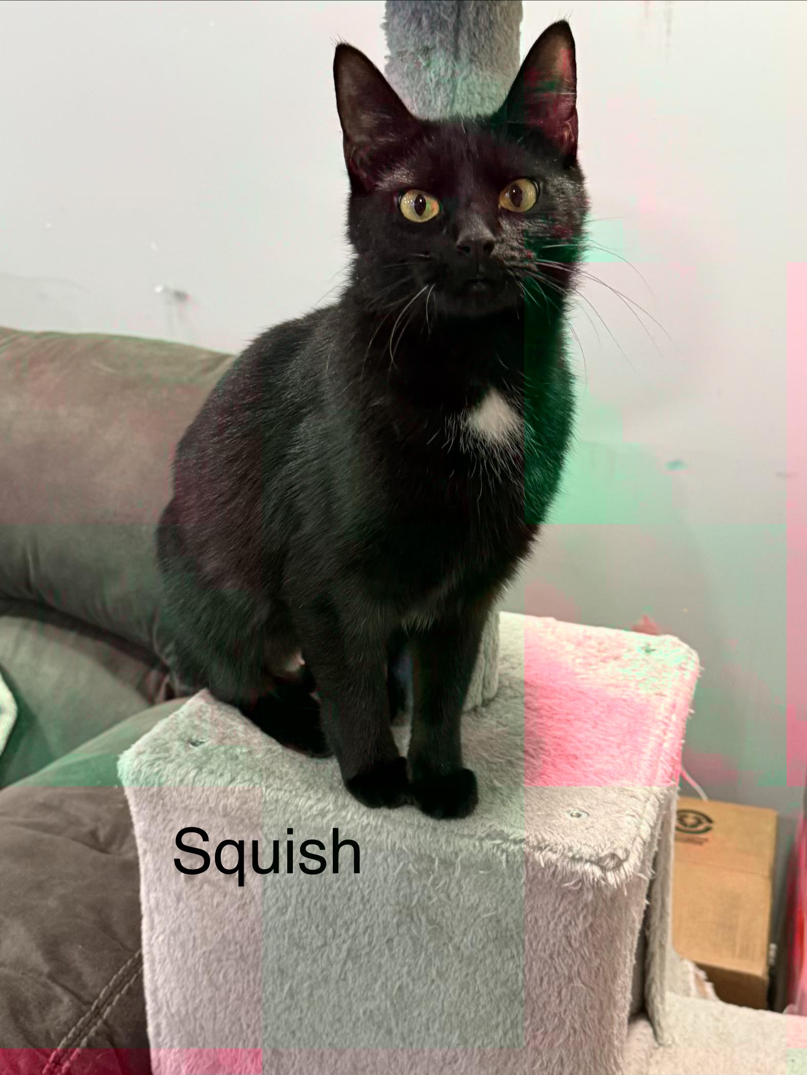 Enlarge Squish, a ADOPTABLE Domestic Short Hair in Middletown, CT image 3/4
