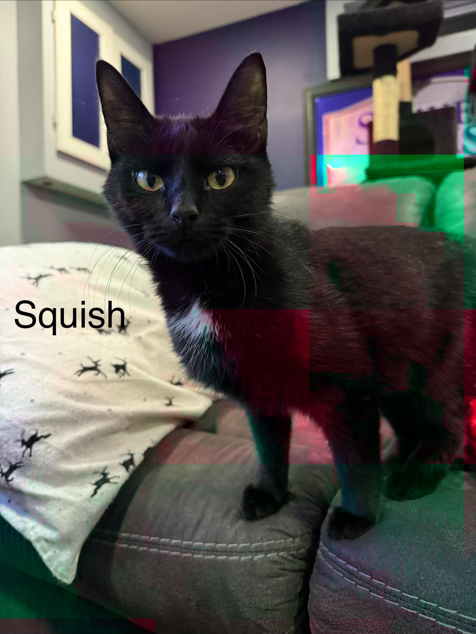 Enlarge Squish, a ADOPTABLE Domestic Short Hair in Middletown, CT image 2/4