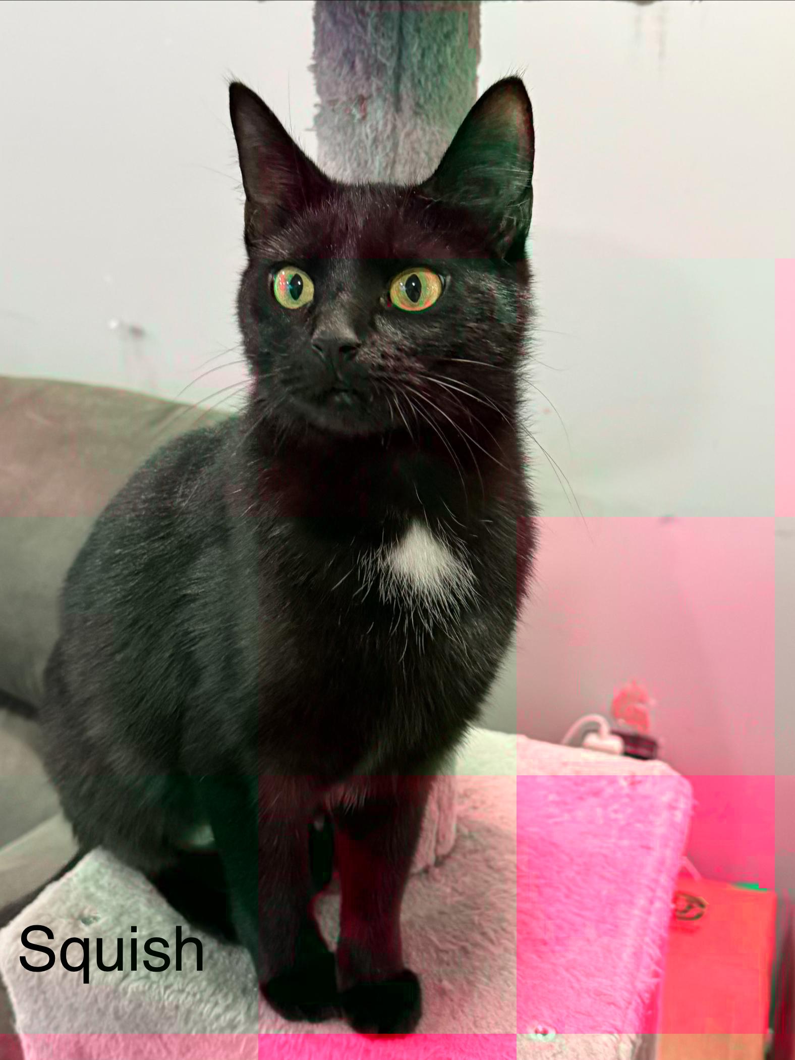 Enlarge Squish, a ADOPTABLE Domestic Short Hair in Middletown, CT image 1/4