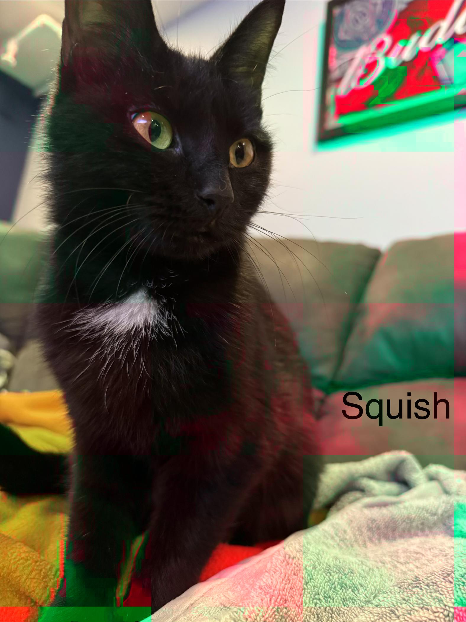 Enlarge Squish, a ADOPTABLE Domestic Short Hair in Middletown, CT image 4/4