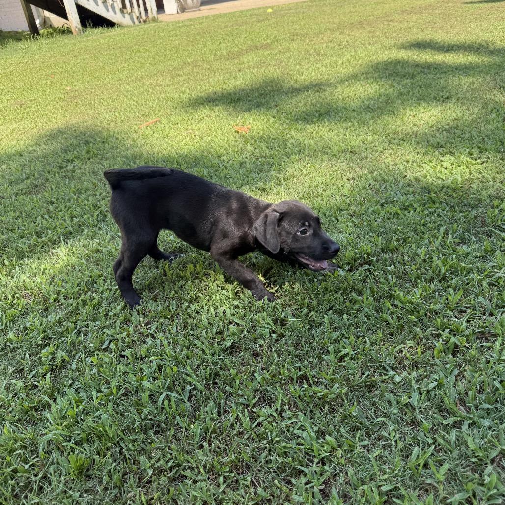 Enlarge Hannah, a Adoptable mixed breed in Odenville, AL image 1/3