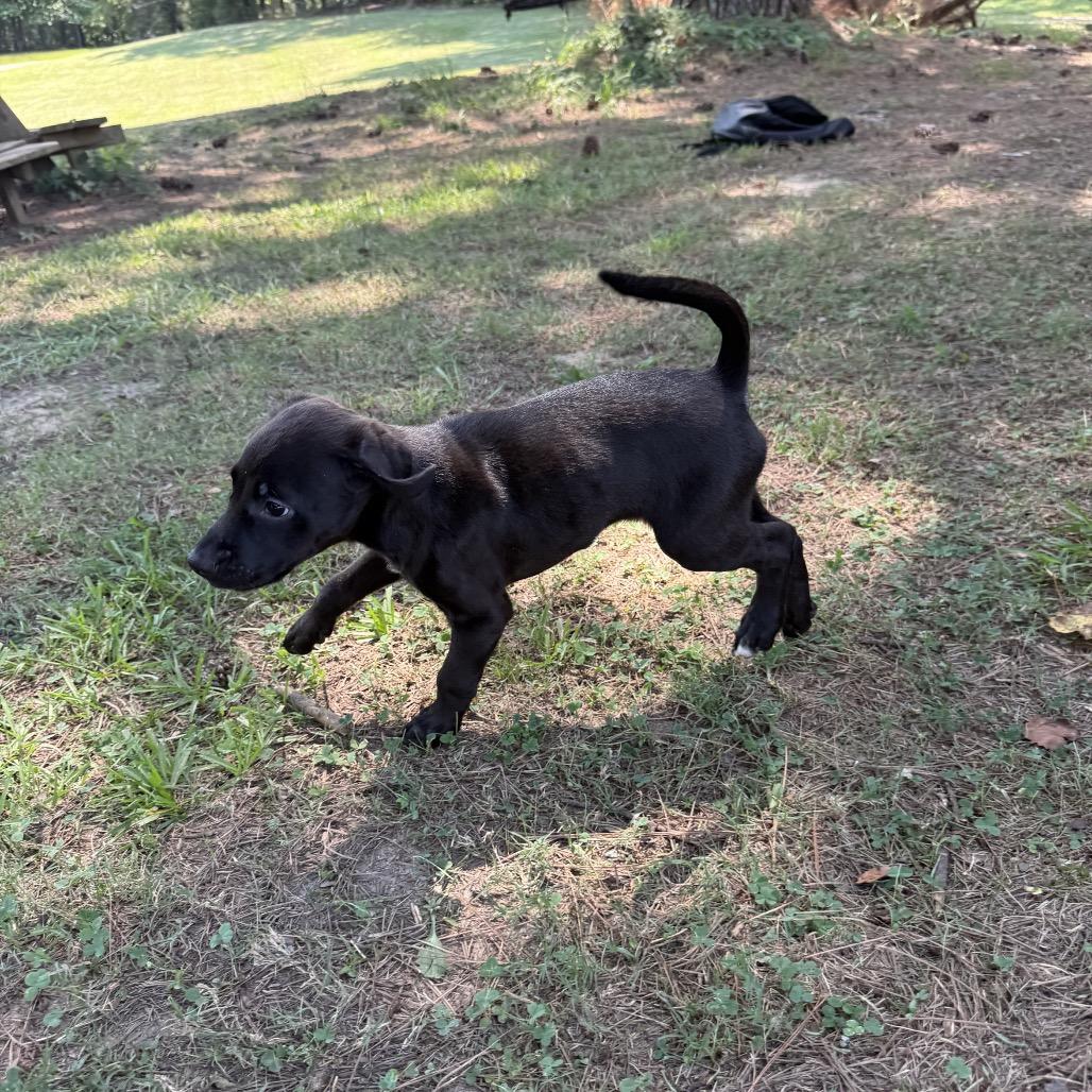 Enlarge Hannah, a Adoptable mixed breed in Odenville, AL image 2/3
