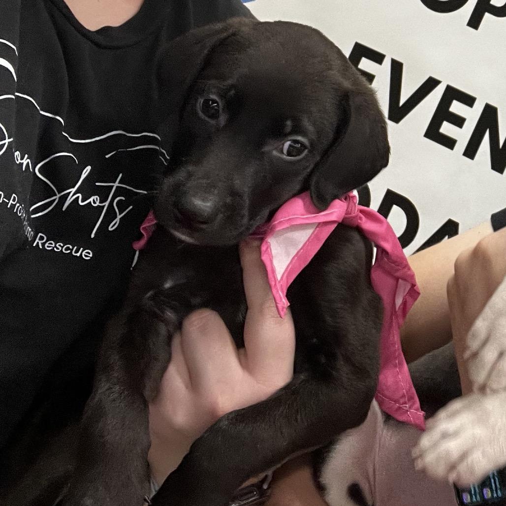 Enlarge Hannah, a Adoptable mixed breed in Odenville, AL image 3/3