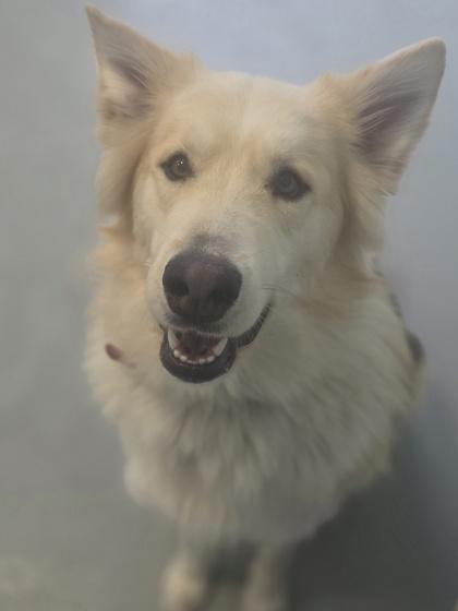 Enlarge Slate, a Adoptable mixed breed in Erin, ON image 1/3