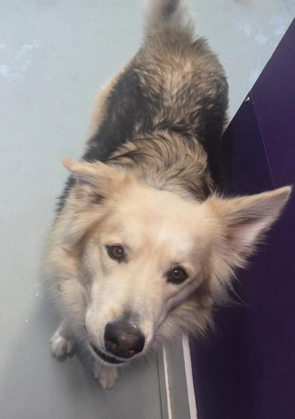 Enlarge Slate, a Adoptable mixed breed in Erin, ON image 3/3