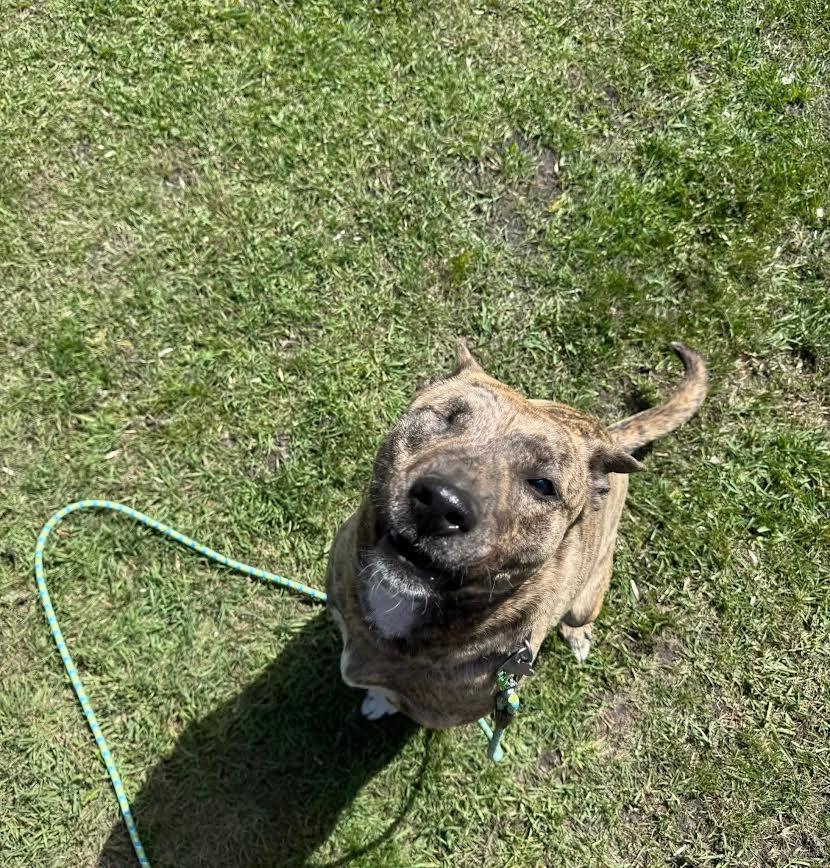 Mocha Bean, a ADOPTABLE mixed breed in Fertile, MN image 4/5