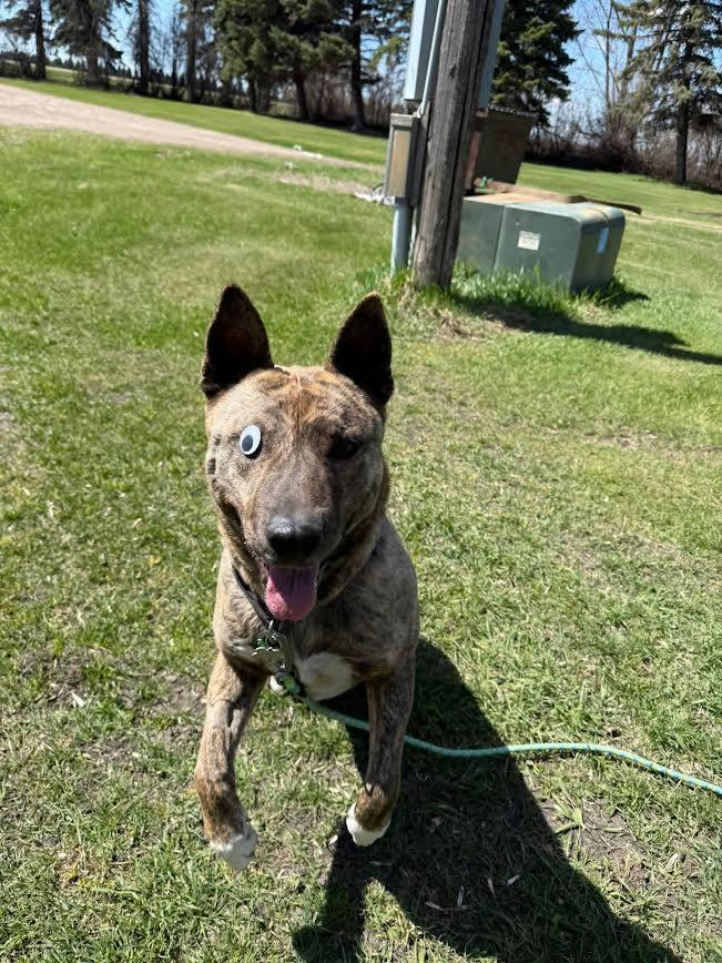 Mocha Bean, a ADOPTABLE mixed breed in Fertile, MN image 1/5