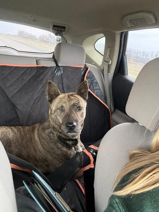 Mocha Bean, a ADOPTABLE mixed breed in Fertile, MN image 2/5