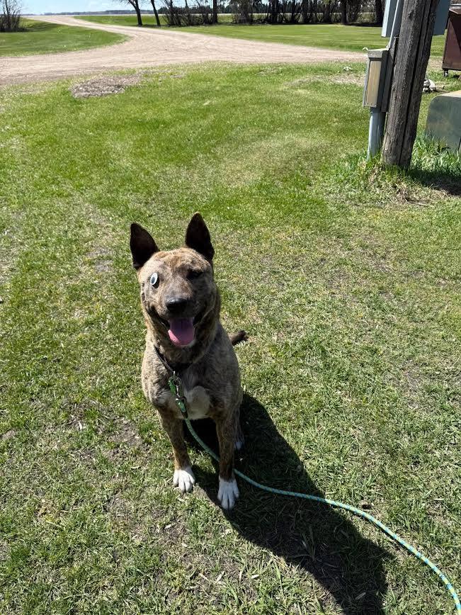 Mocha Bean, a ADOPTABLE mixed breed in Fertile, MN image 5/5