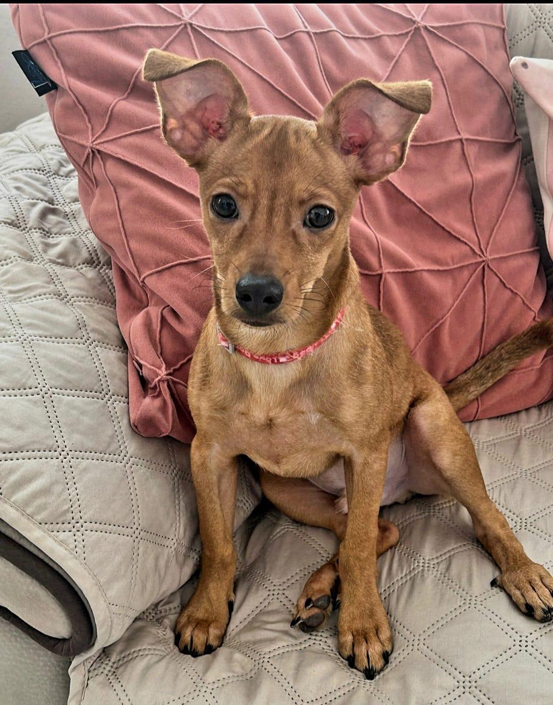 Enlarge Simba, a ADOPTABLE mixed breed in Ardara, PA image 1/4
