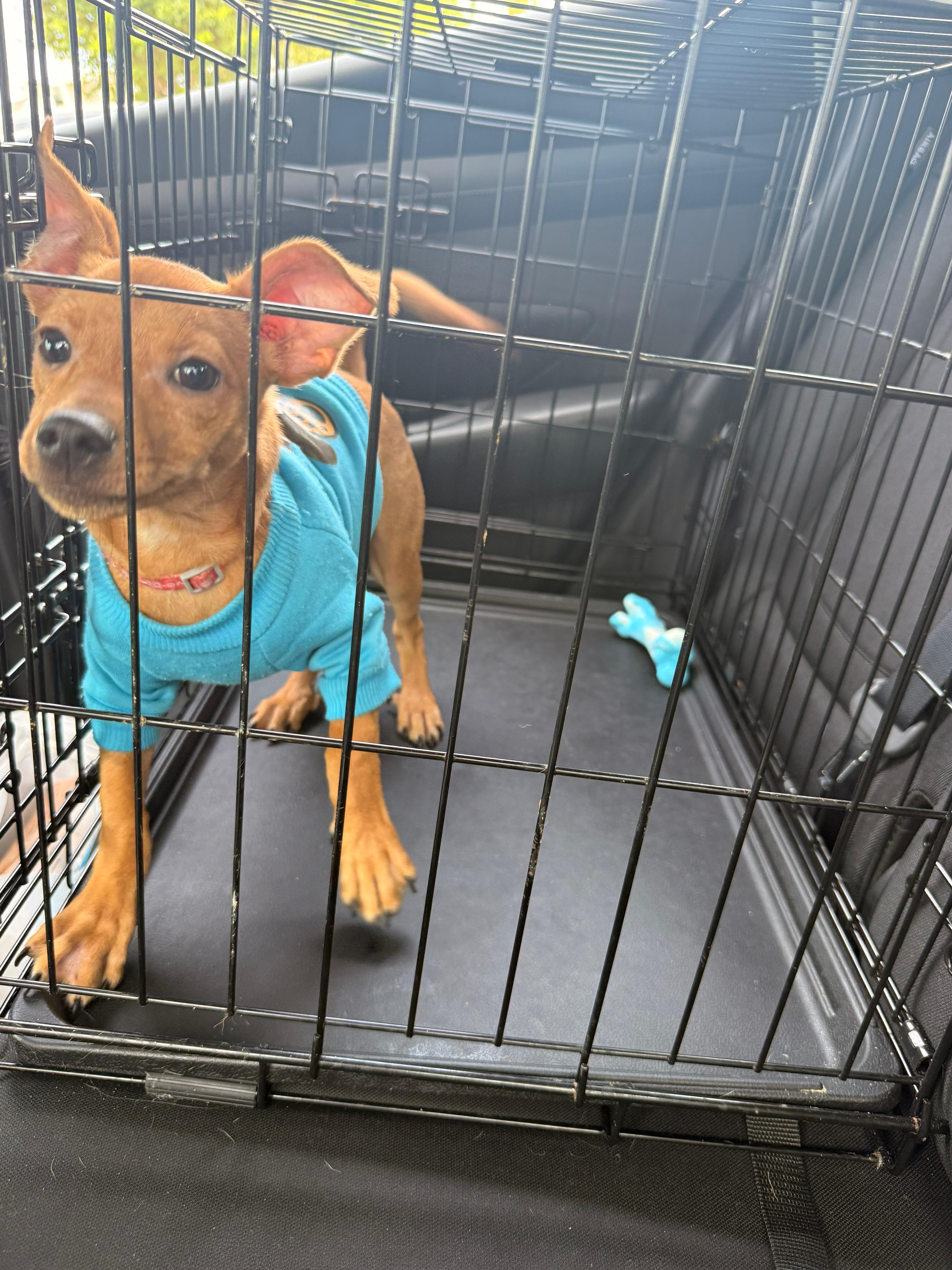Enlarge Simba, a ADOPTABLE mixed breed in Ardara, PA image 3/4