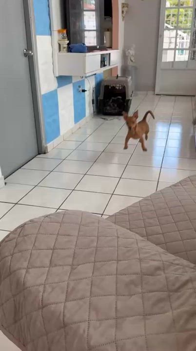 Enlarge Simba, a ADOPTABLE mixed breed in Ardara, PA video 2/4
