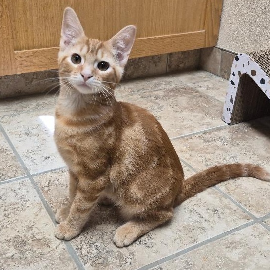 Joey, a ADOPTABLE Domestic Short Hair in Hays, KS image 6/6