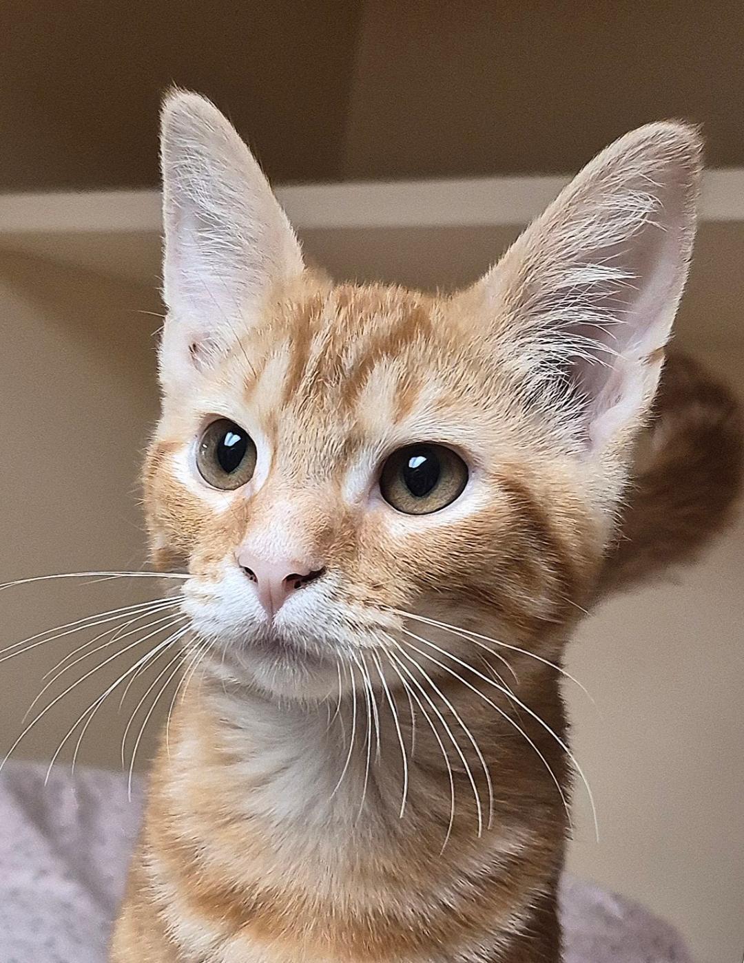 Joey, a ADOPTABLE Domestic Short Hair in Hays, KS image 2/6