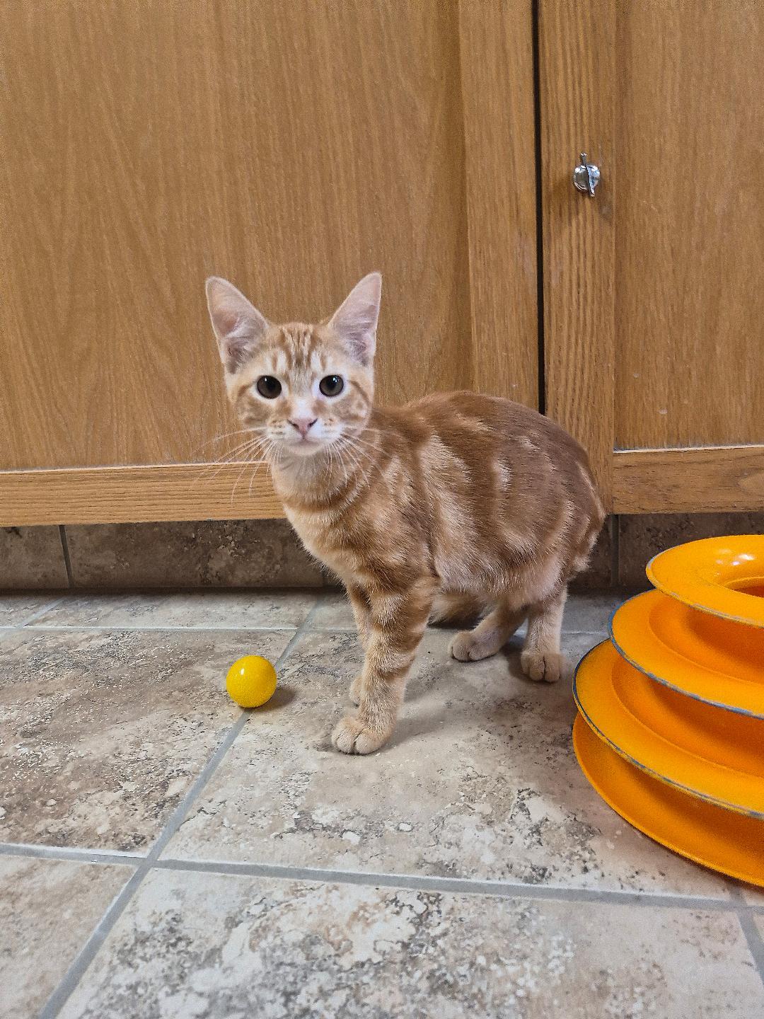 Joey, a ADOPTABLE Domestic Short Hair in Hays, KS image 4/6