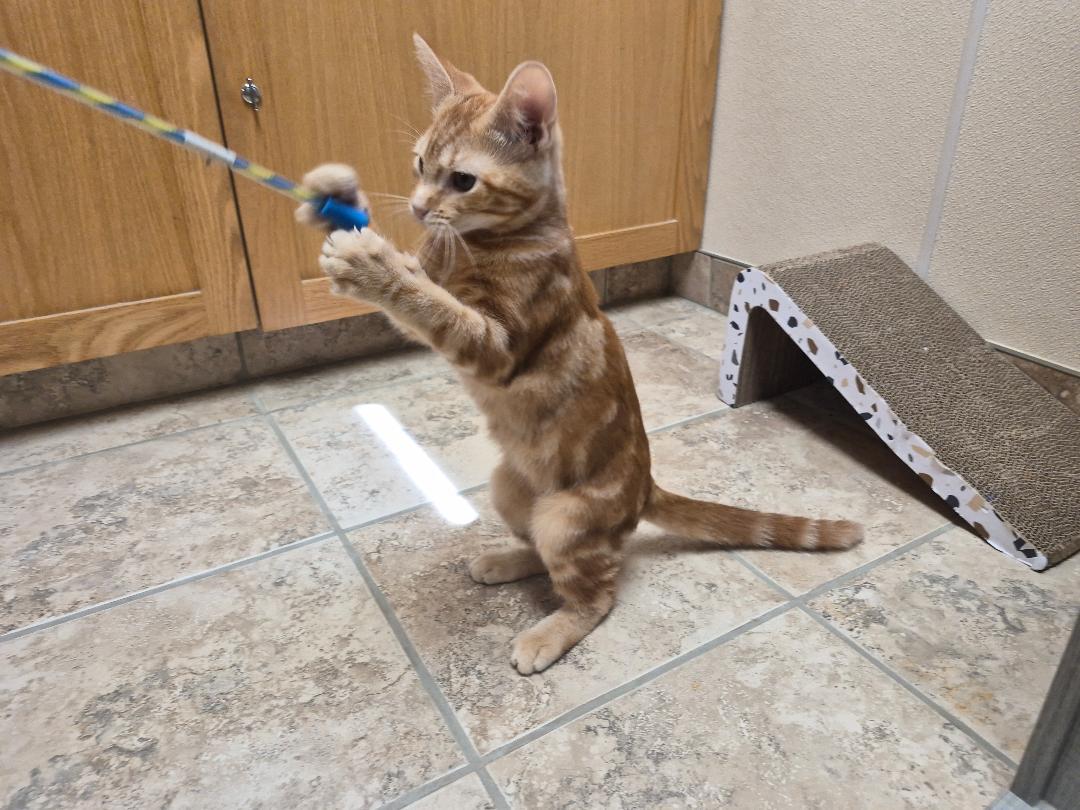Joey, a ADOPTABLE Domestic Short Hair in Hays, KS image 5/6