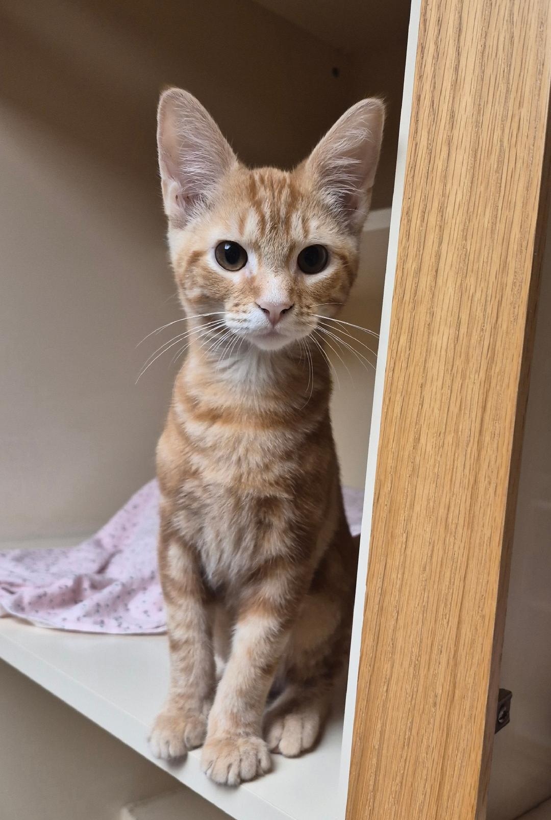 Joey, ADOPTABLE, Kitten Male Domestic Short Hair.