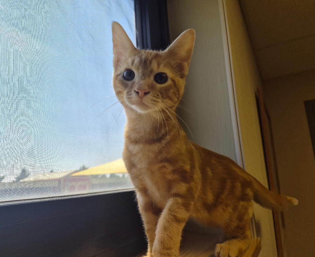 Joey, a ADOPTABLE Domestic Short Hair in Hays, KS image 3/6