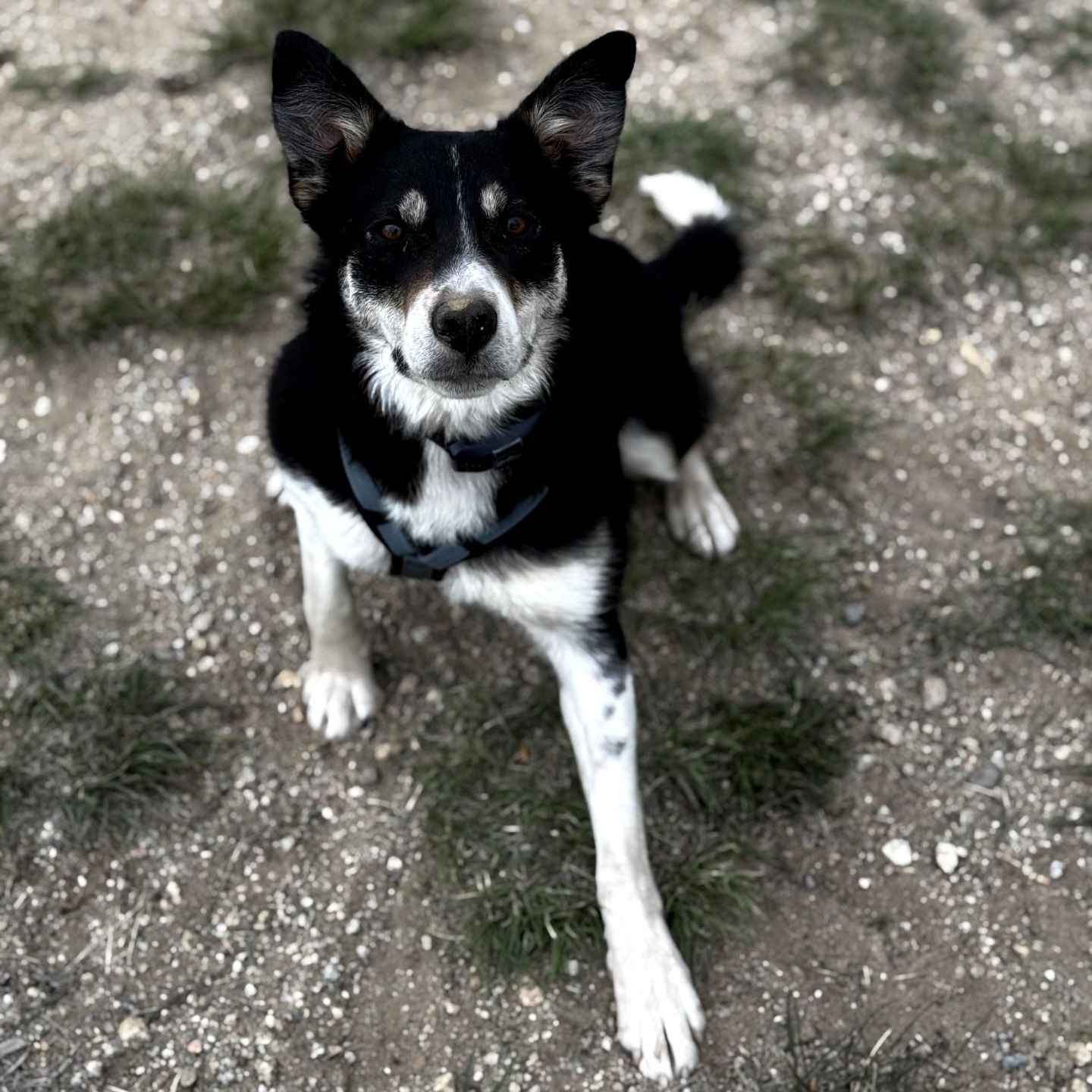 Lilly thumbnail 3