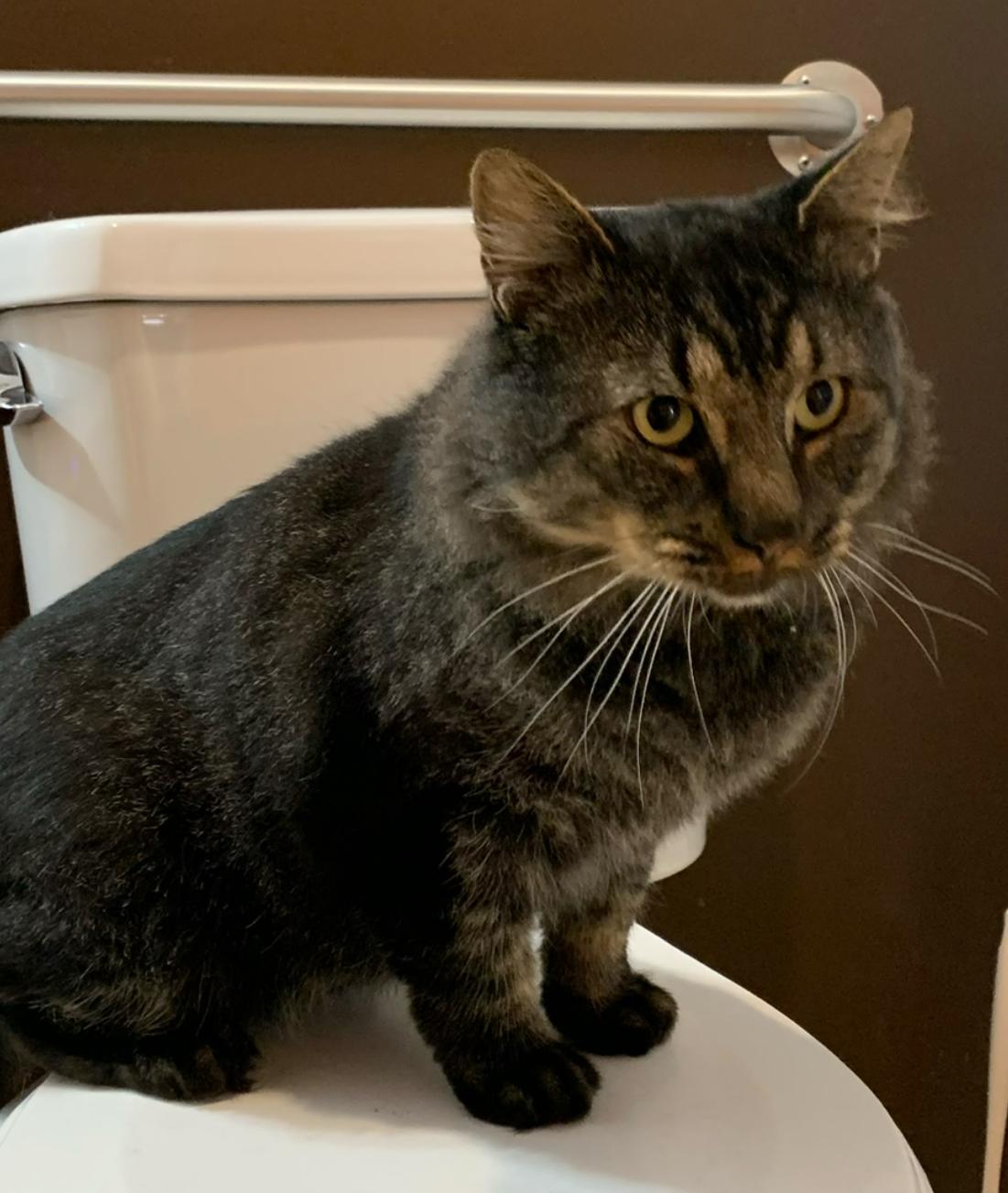 Simon, a Adoptable Domestic Medium Hair in North Haven, CT image 2/2