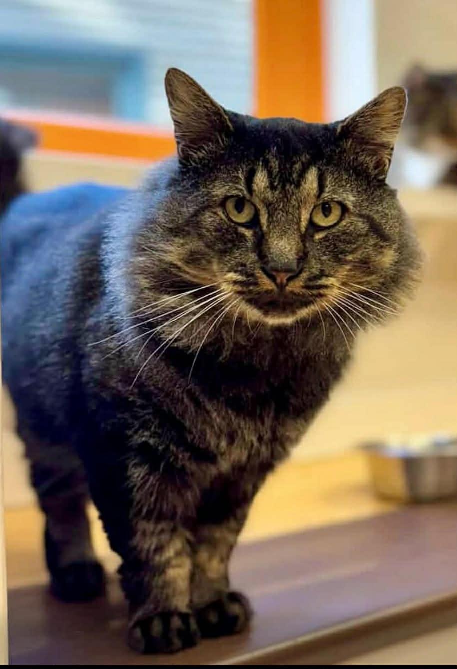 Simon, a Adoptable Domestic Medium Hair in North Haven, CT image 1/2