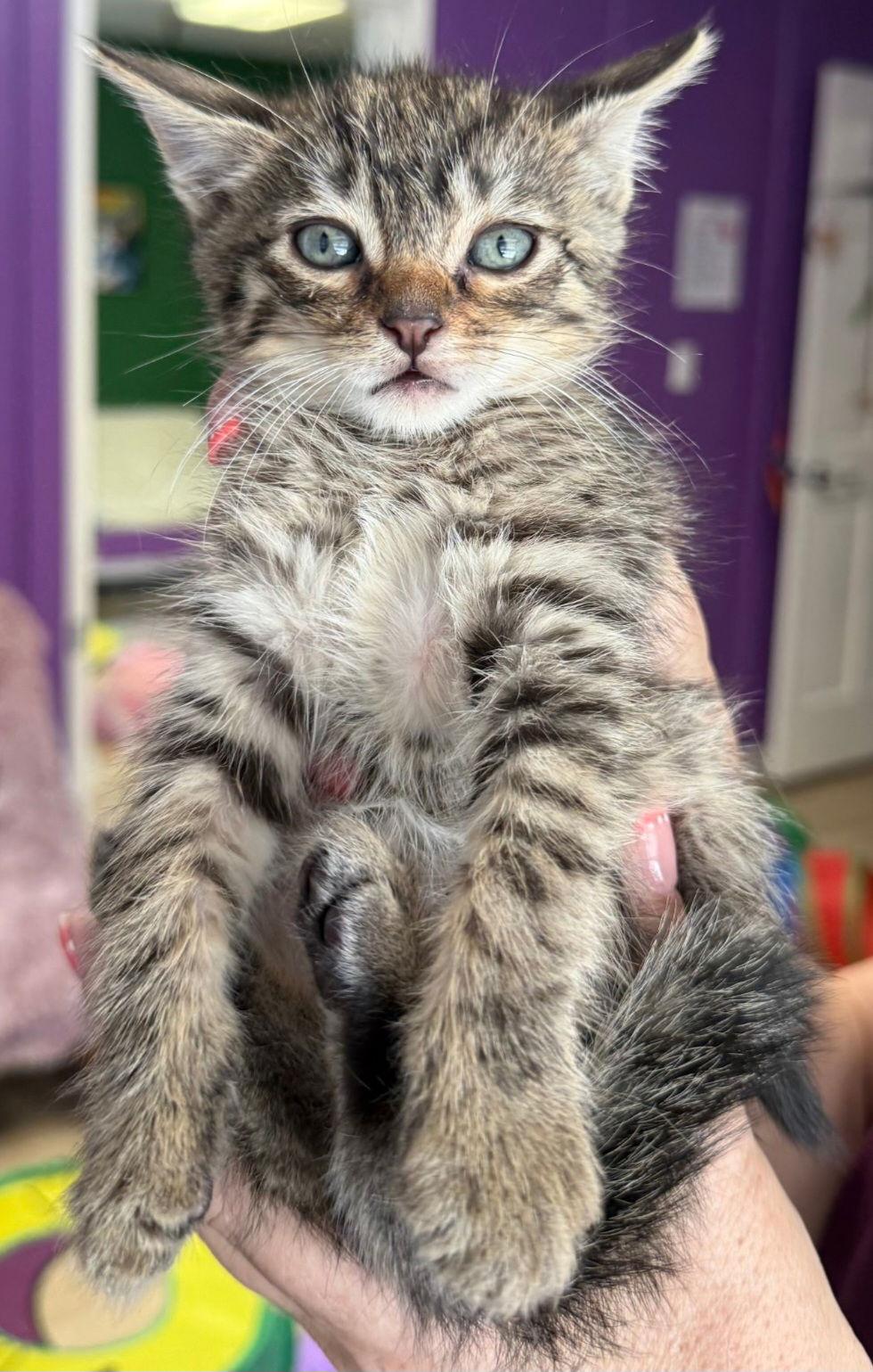 Hubert, Adoptable, Kitten Male Domestic Medium Hair & Tabby.