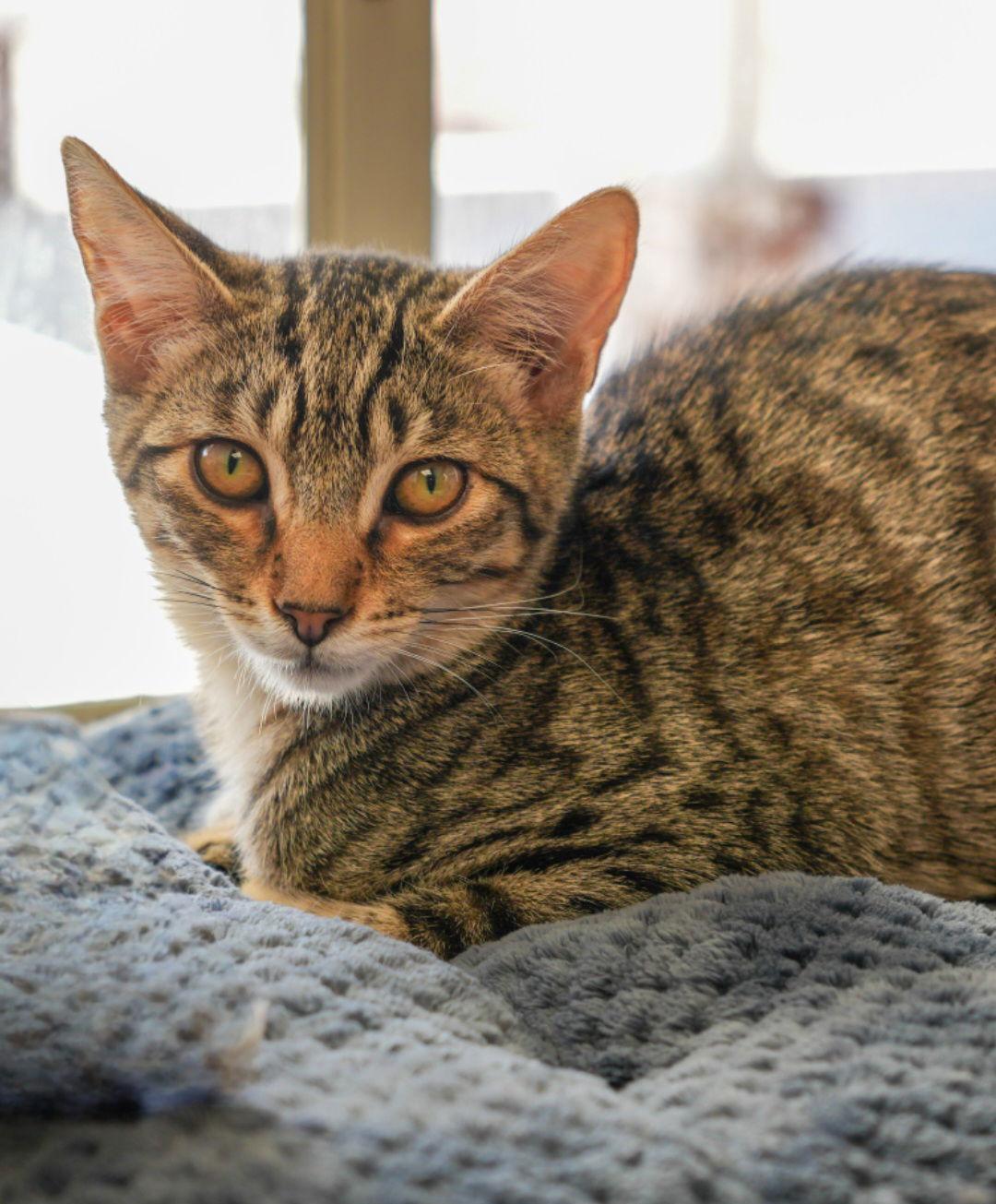 Enlarge Hubert, a Adoptable mixed breed in Campbell, CA image 2/3