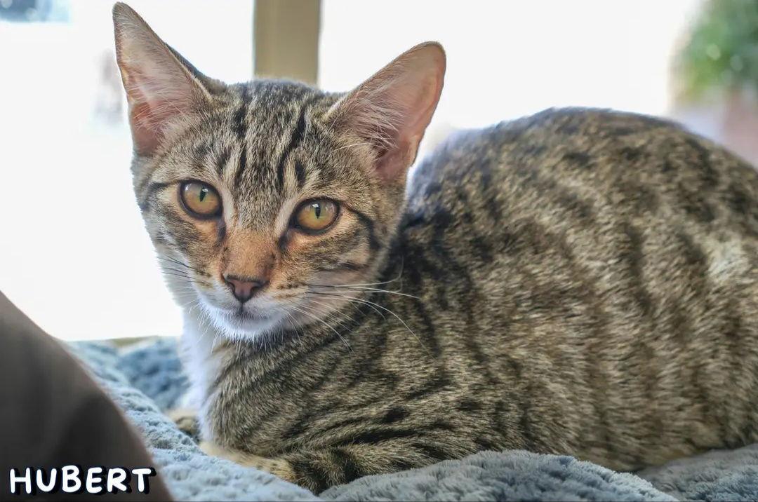 Enlarge Hubert, a Adoptable mixed breed in Campbell, CA image 3/3