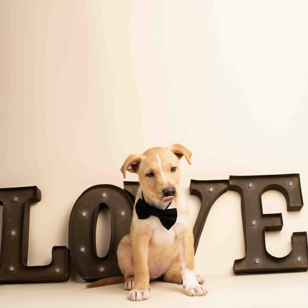 Enlarge Seamus, an adopted mixed breed in Smyrna, GA image 4/6