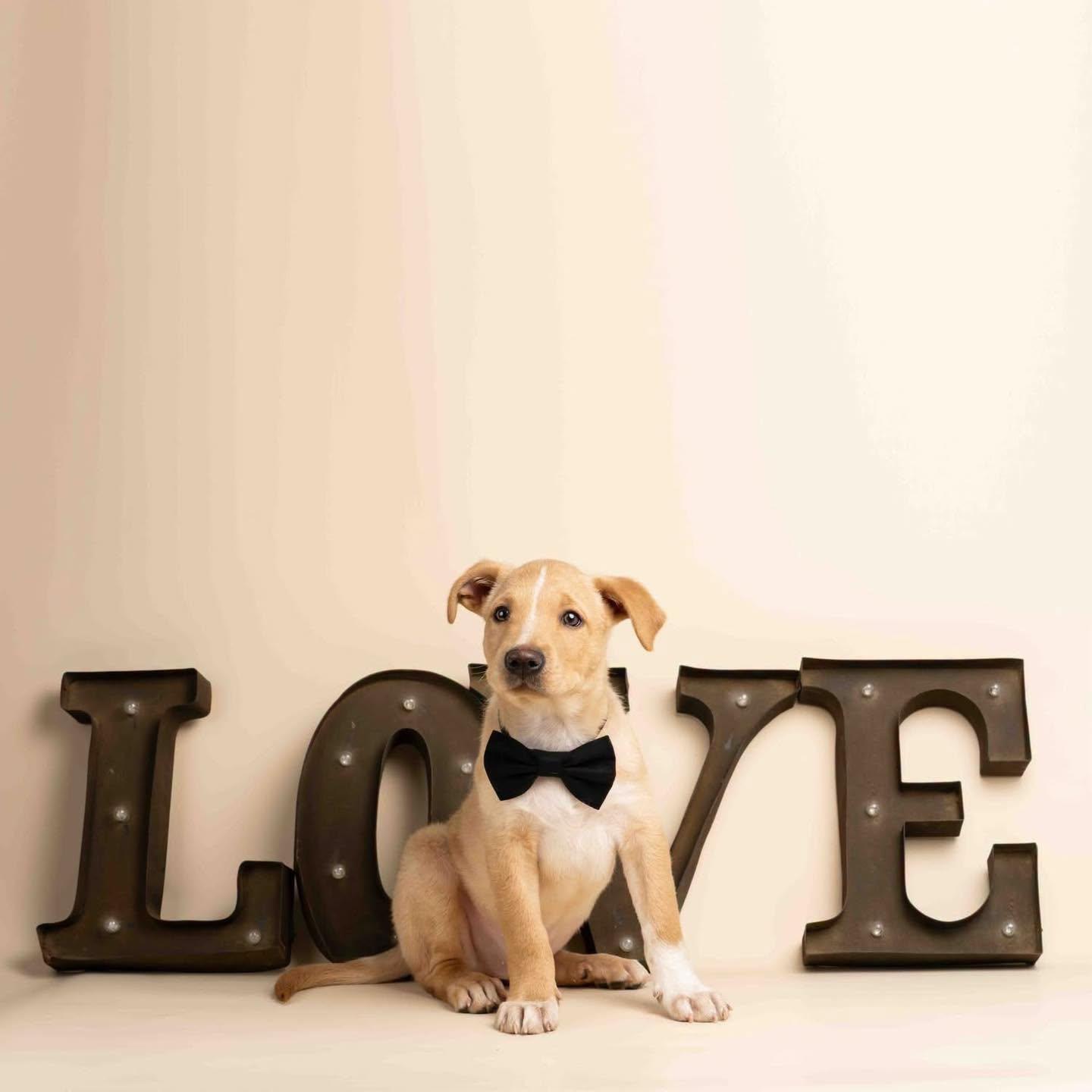 Enlarge Seamus, an adopted mixed breed in Smyrna, GA image 2/6