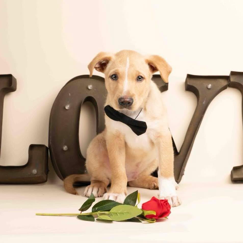 Enlarge Seamus, an adopted mixed breed in Smyrna, GA image 3/6